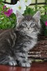 Maine Coon - 4