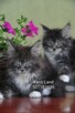 Maine Coon - 7