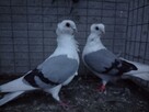 Gołębie Mewki Polskie Wysyłka - 11