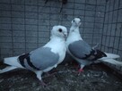 Gołębie Mewki Polskie Wysyłka - 10