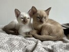 Koty tonkijskie, Tonkinese Cattery - 8