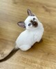 Koty tonkijskie, Tonkinese Cattery - 2
