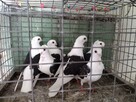Gołębie Mewki Polskie Wysyłka - 15