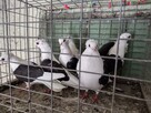 Gołębie Mewki Polskie Wysyłka - 14