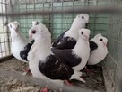 Gołębie Mewki Polskie Wysyłka - 13