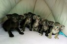 Orientalne kocięta czarne szylkretowe pręgowane rodowód FPL - 5