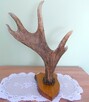 ŁOŚ Zrzut Poroże Rosocha Róg Rogi Trofeum Łopata Dekor Łosia - 3