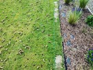 Trawnik z rolki z montażem i fakturą - 10