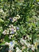 Warzywa Nabiał prosto z gospodarstwa 100% naturalne! - 3