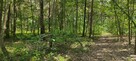 Działka leśna z miejscem na mały domek - 5