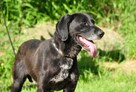 Grzeczny pieszczoch uwielbiający ludzi poleca się do adopcji - 9