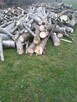 Sprzedam drewno opałowe, kominkowe - 8
