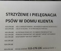Strzyżenie psów w domu klienta. Mobilny groomer. - 2