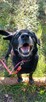 Magik wspaniały pies do adopcji, labrador mix - 10