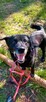 Magik wspaniały pies do adopcji, labrador mix - 6
