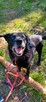 Magik wspaniały pies do adopcji, labrador mix - 2
