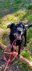 Magik wspaniały pies do adopcji, labrador mix - 7