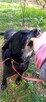 Magik wspaniały pies do adopcji, labrador mix - 9