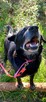 Magik wspaniały pies do adopcji, labrador mix - 5