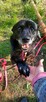Magik wspaniały pies do adopcji, labrador mix - 8