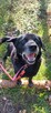 Magik wspaniały pies do adopcji, labrador mix - 4