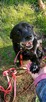 Magik wspaniały pies do adopcji, labrador mix - 3