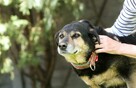Stara, duża, bez szans na adopcję – Pestka - 2