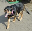 Stara, duża, bez szans na adopcję – Pestka - 3