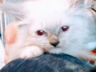 Kocięta Ragdoll Rumia - 8