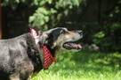 Stara, duża, bez szans na adopcję – Pestka - 4