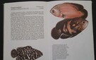 Tropikalne ryby akwariowe - 3