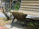 Usunę zabiorę roje pszczół rójke pszczelą przyjadę pszczoły - 2