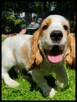 Wspaniałe |Maluszki Cocker Spaniel Angielski - 2