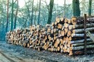 Drewno opałowe - 1