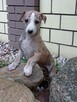 Chart angielski whippet - 1