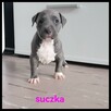 American Stafford terrier amstaff - 8