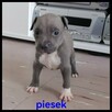 American Stafford terrier amstaff - 9