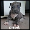 American Stafford terrier amstaff - 2