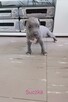 American Stafford terrier amstaff - 6