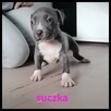 American Stafford terrier amstaff - 5