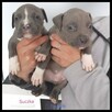 American Stafford terrier amstaff - 1