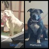 American Stafford terrier amstaff - 10