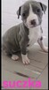 American Stafford terrier amstaff - 4