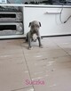 American Stafford terrier amstaff - 7