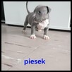American Stafford terrier amstaff - 3