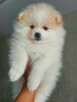 Szpic miniaturowy - POMERANIAN - 2