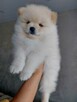 Szpic miniaturowy - POMERANIAN - 3
