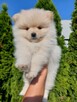 Szpic miniaturowy - POMERANIAN - 1