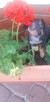 Pinczer miniaturowy ratlerek - 3