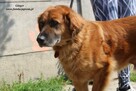 Ginger - miodowy pies - 3